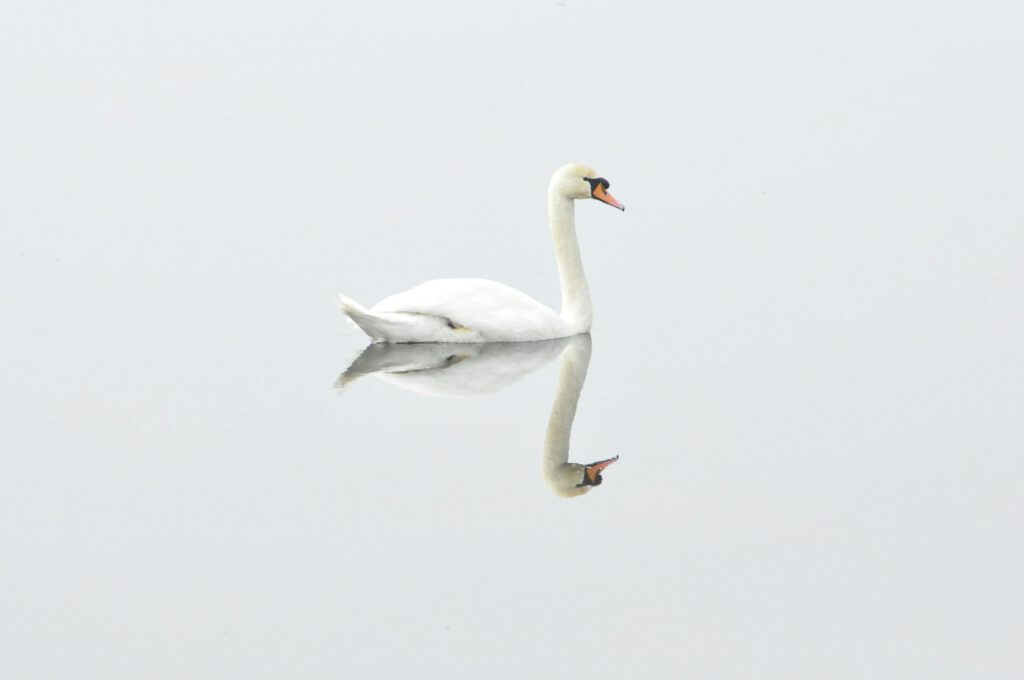 Reflection of Swan on Body of Water